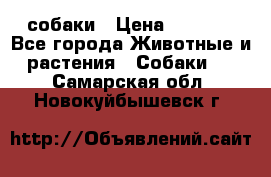 собаки › Цена ­ 2 500 - Все города Животные и растения » Собаки   . Самарская обл.,Новокуйбышевск г.